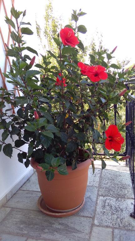 Smaragdi Rooms And Studios Skopelos Town Bagian luar foto